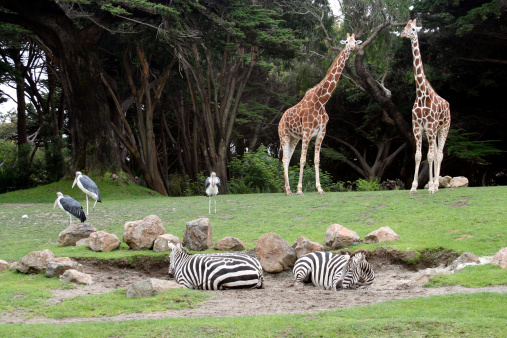 Saharan Animals at the San Francisco Zoo, giraffes, zebras and shore birds