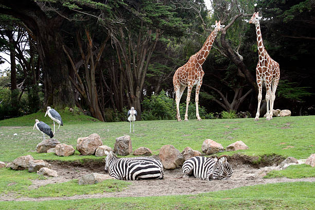African Animal Exhibit at the San Francisco Zoo Safari Saharan Animals at the San Francisco Zoo, giraffes, zebras and shore birds giraffe photos stock pictures, royalty-free photos & images