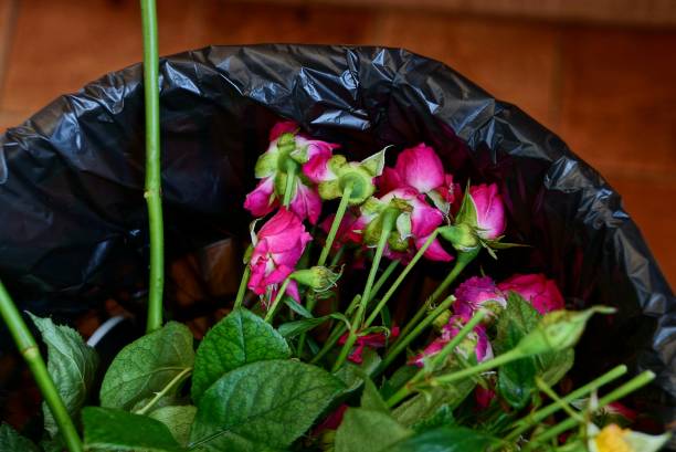 istock a bouquet of old red roses in a black rubbish bin 960046100