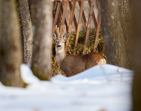 Roe deer (Capreolus capreolus) in the snow at the feeding spot in the forest
