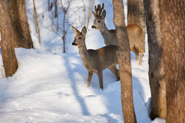 istock Roe deer in the forest 960047544