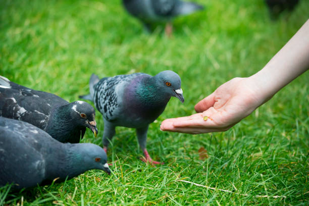Three pigeons eating food from hand