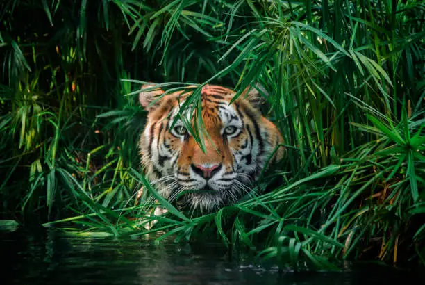 A tiger watching something intently while hidden. Give us the feel of maybe going to attack or observing something very carefully. He hides and tries to blend in the nature.