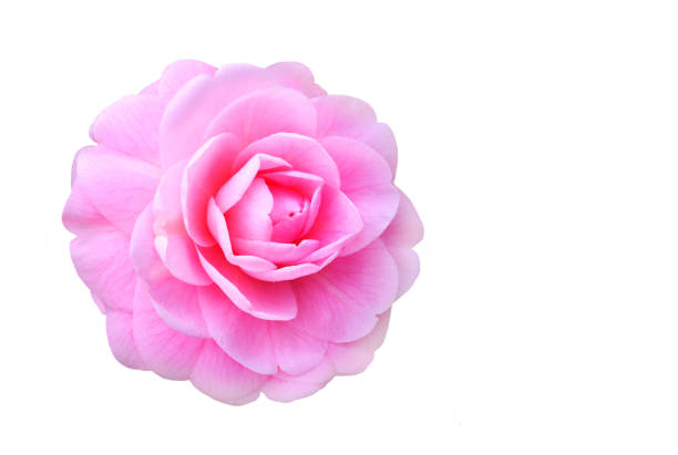 Close-up of an open pink camellia japonica blossom against a black background