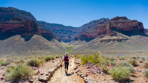 Grand Canyon Travel Mature woman hiking the Grand Canyon south rim stock pictures, royalty-free photos & images