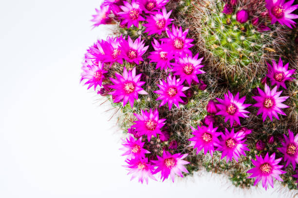 istock Cactus plant in blossom white background 960054366