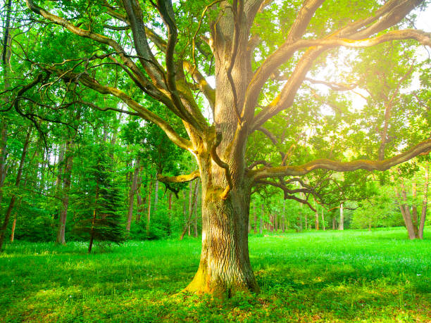 istock Sunlight from behind an old oak in the lush green park 960054450