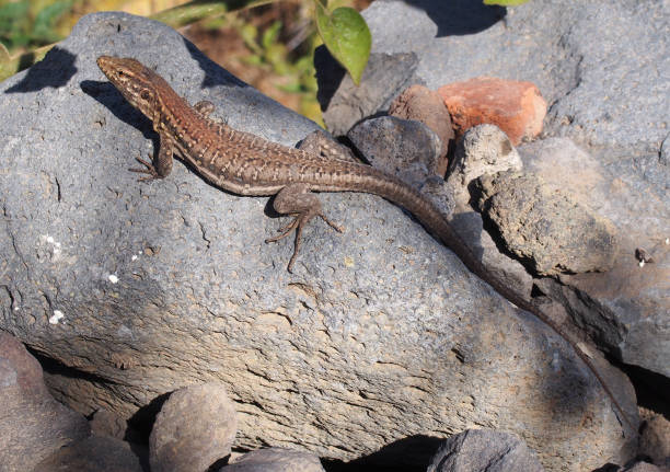Tenerife lizard,basking on a grey  rock in sunshine