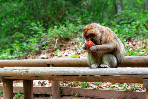 Portrait of funny and clever monkey eating in tropical forest