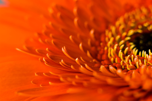 Abstract image of a red mum flower drenching in red color and yellow pistil.