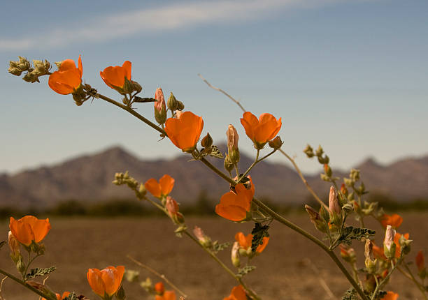 Apricot Mallow Wildflowers  yuma photos stock pictures, royalty-free photos & images