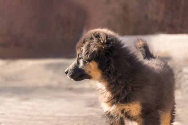 Thai dog sitting and looking