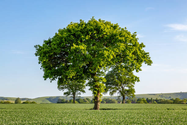 istock Trees in a Field in Sussex 960059342