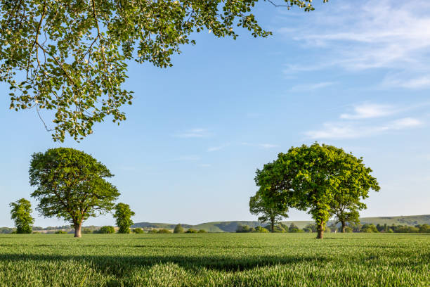 istock Trees in a Field in Sussex 960059580