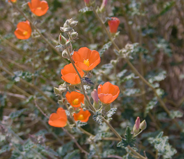 istock Apricott Mallow Wildflowers Horizontal 96006062