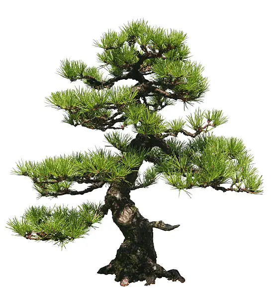 Photo of Bonsai Tree