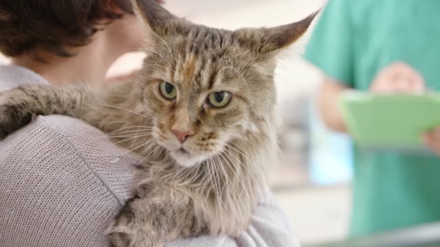 Large Maine Coon cat being held by the female owner while talking to the vet