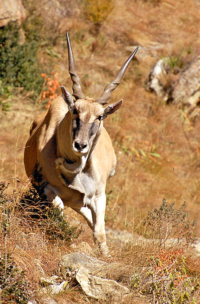 Eland on the run  cape eland photos stock pictures, royalty-free photos & images