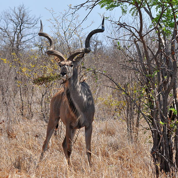 istock kudu antelope in Kruger national park, 96006896