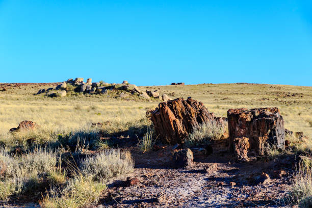 skamieniałe drewno na trawiastym polu; skały i mała kamienna kabina w tle z bue nieba. - petrified forest national park zdjęcia i obrazy z banku zdjęć