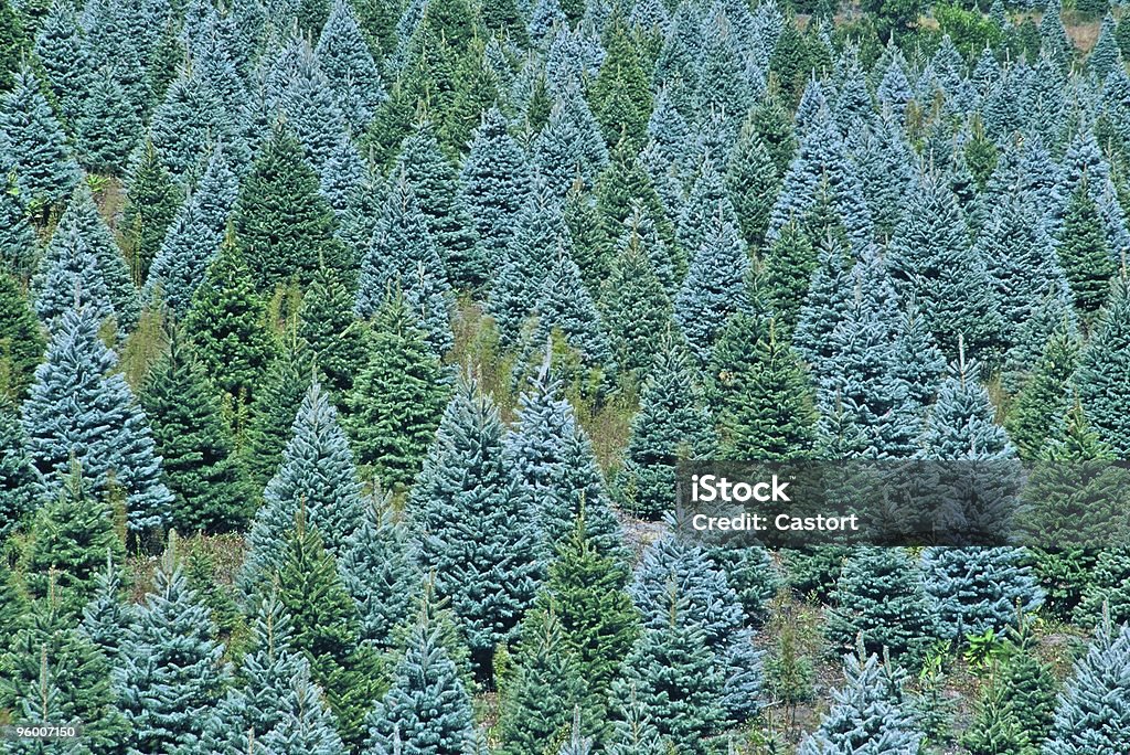 Christmas Tree Farm  Black Spruce Stock Photo