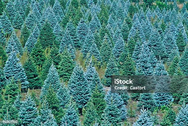 Christmas Tree Farm Stock Photo - Download Image Now - Black Spruce, Christmas Tree, Agricultural Field