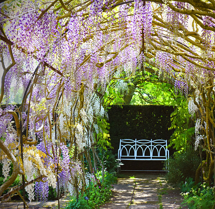White and mauve wisteria flowers in springtime grow next to and around the garden seat in the quiet secluded corner of an English garden in spring