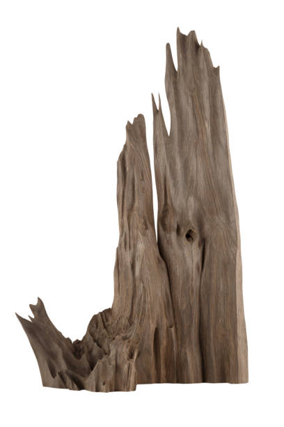 istock Old piece of wood on a white background, wood texture 960082108