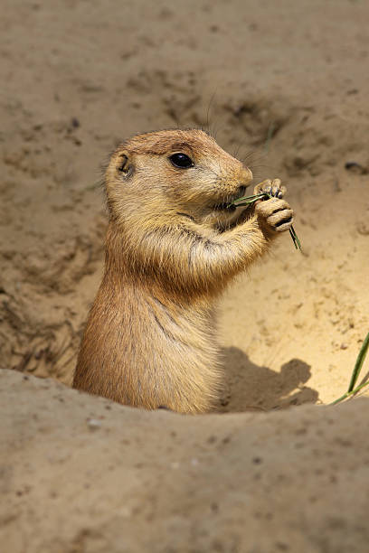 istock Little prairie dog (Cynomys ludovicianus) eating 96008424