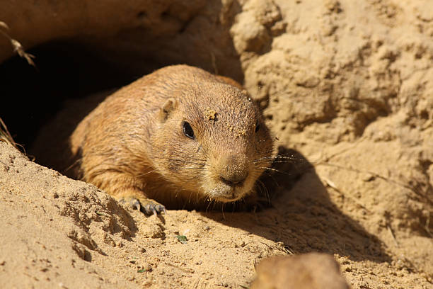 istock Prairie dog (Cynomys ludovicianus) coming out of its burrow 96008568