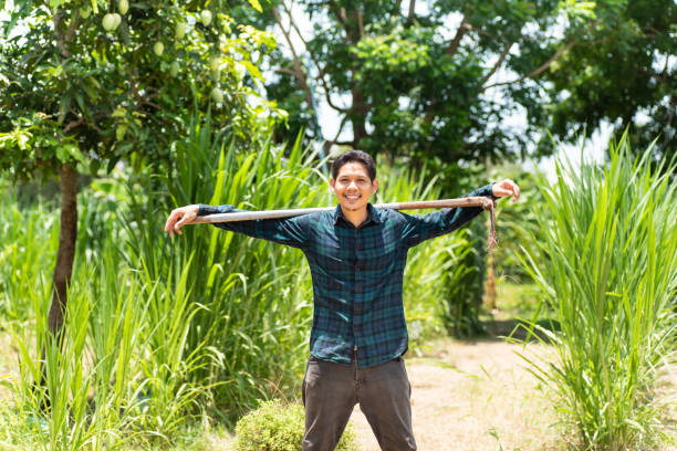istock Young Asian farmer carry hoe in a Napier grass field 960090754