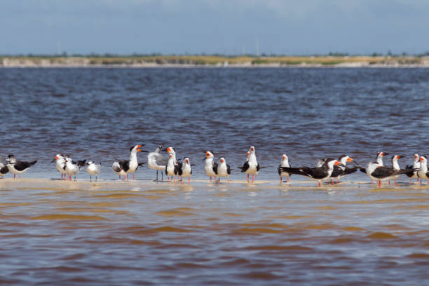istock Flock of black skimmers 960092842