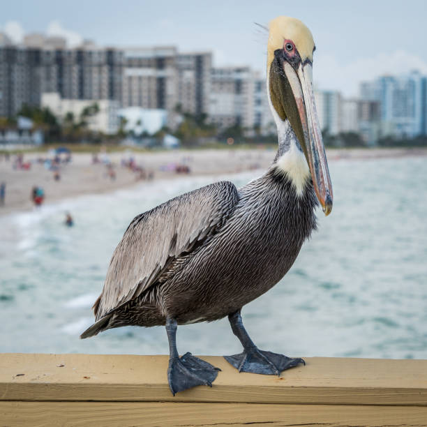 istock Pelican on the pier rail 960093144