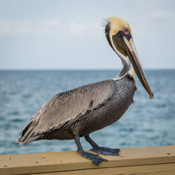 istock Pelican on the pier rail 960093150