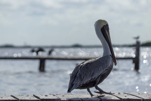 istock beautiful brown pelican shows off its long beak. 960094304