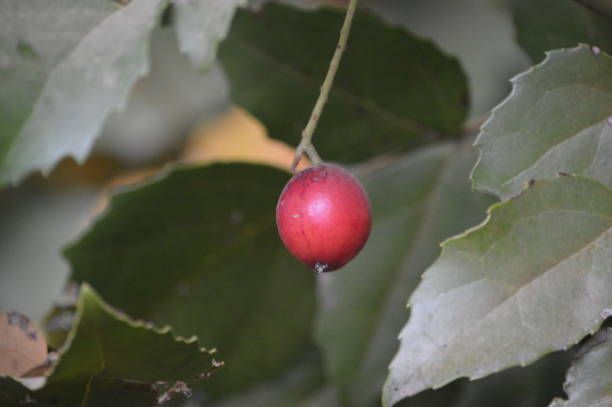Hazelnuts in Altos de Lircay National Reserve