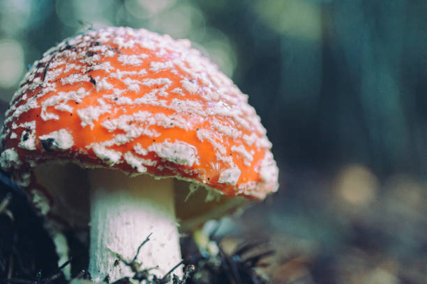 istock Wild Mushrooms in the forest in autumn 960102430
