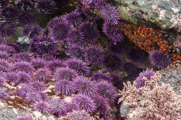 purple sea urchins stock photo