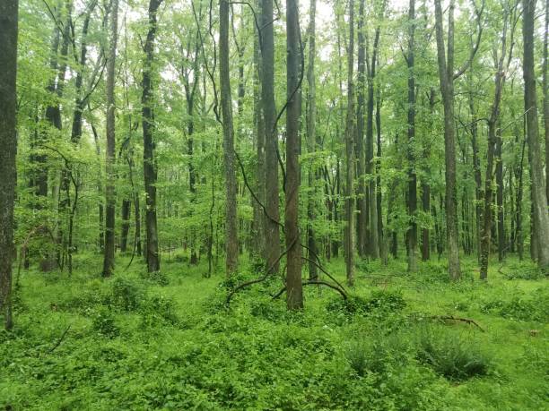 viti avvolte intorno a un albero nei boschi - invasive plant foto e immagini stock