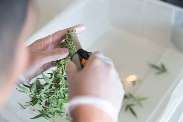 istock Man trimming marijuana leaves with scissors 960108132