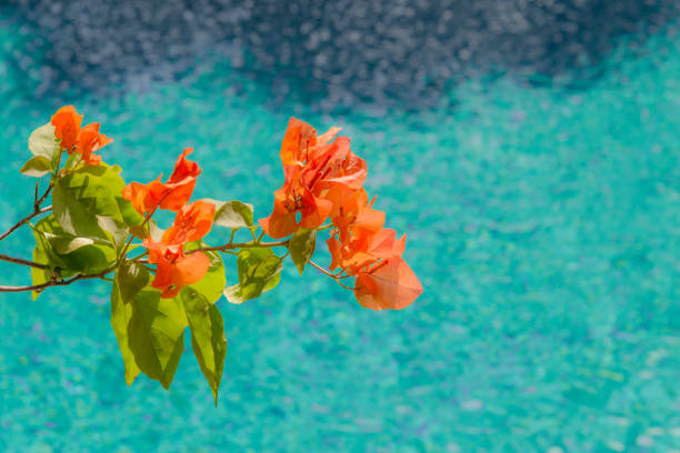 Plumeria flowers on the beautiful blue beach.