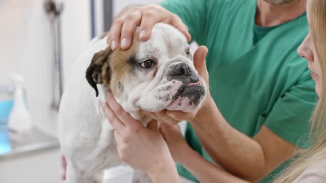 Male vet looking at the ears of an English Bulldog on his exam table and taking the otoscope