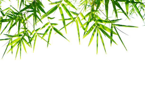 istock Green bamboo leaves isolated on white background 960115464