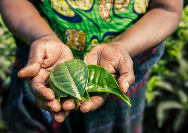 istock Woman holding tea leaves. Rwanda 960116728