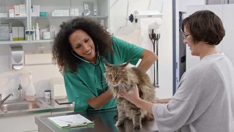 Weite Handaufnahme einer Tierärztin, die dem Hören und den Lungen einer Maine Coon-Katze auf dem Untersuchungstisch lauscht. Gedreht in Slowenien.