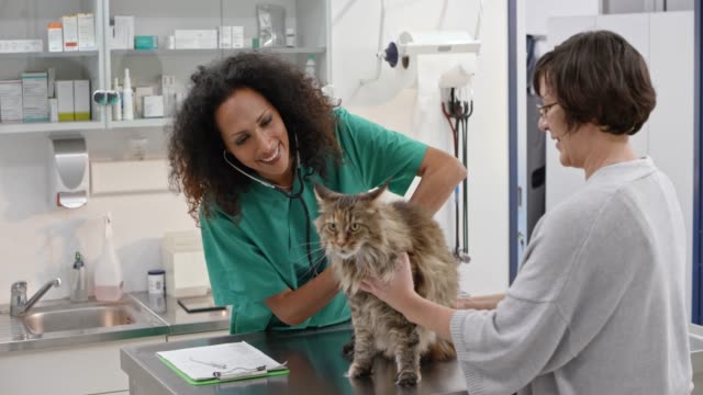Wide handheld shot of a female vet listening to the hear and lungs of a Maine Coon cat on the exam table. Shot in Slovenia.