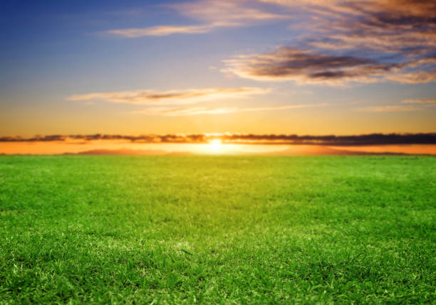 istock Green grass field under sunset sky in summer 960121494