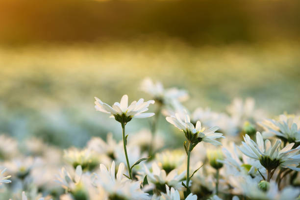 istock White daisy flowers in early morning sunlight 960122248