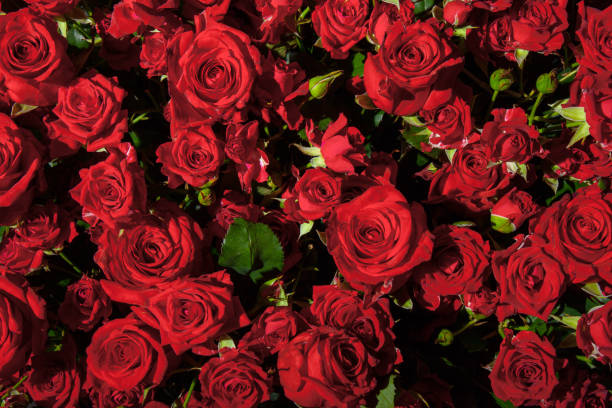 istock Pattern of roses of large and small size 960126588