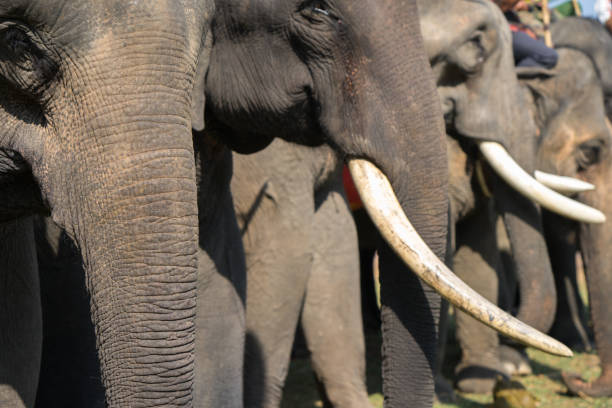 istock A herd of elephants closeup. Asia elephant 960130616